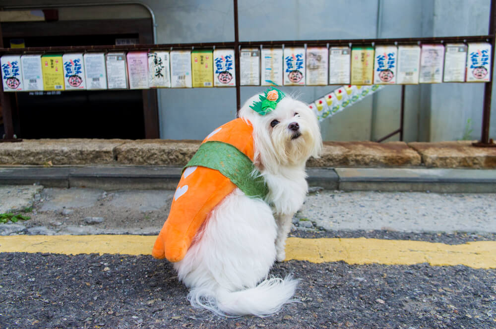 Halloween: Dog Sushi