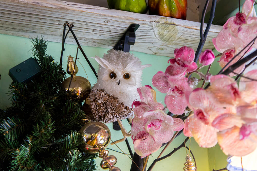 Owls & Flowers