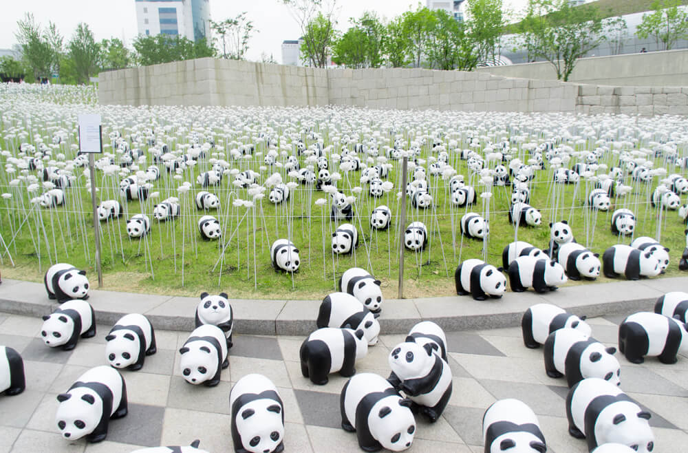 1600 Pandas+ DDP