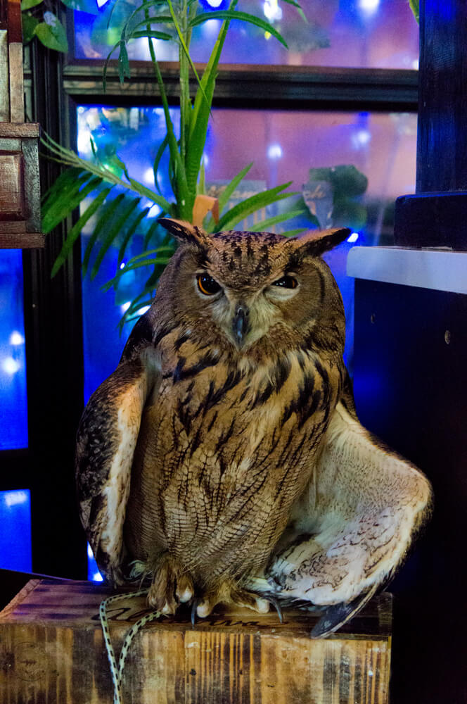 Go Home Owl, You're Drunk
