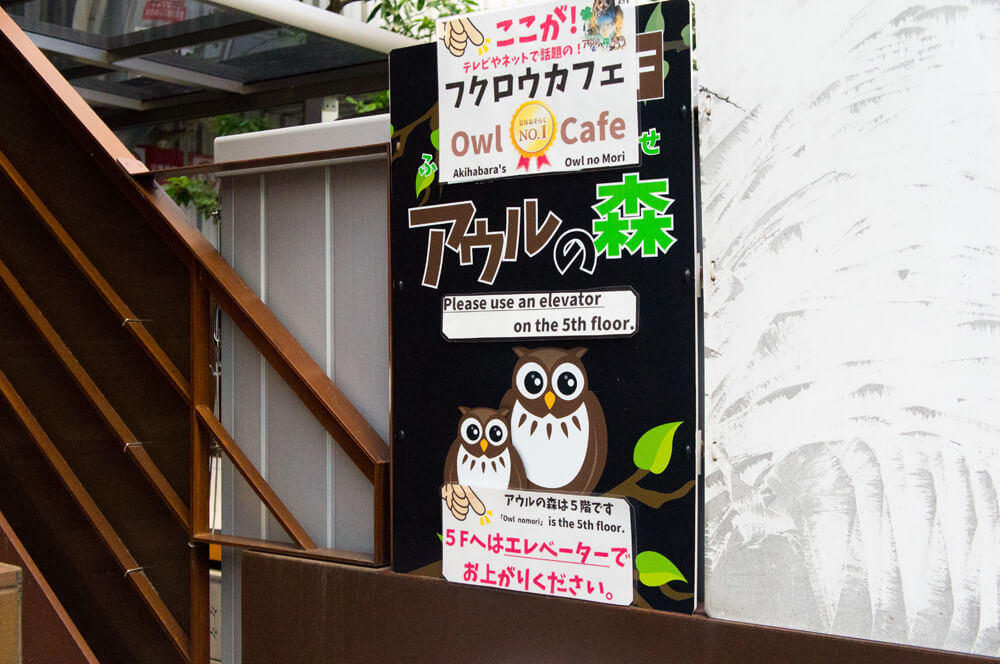 Forest of Owl