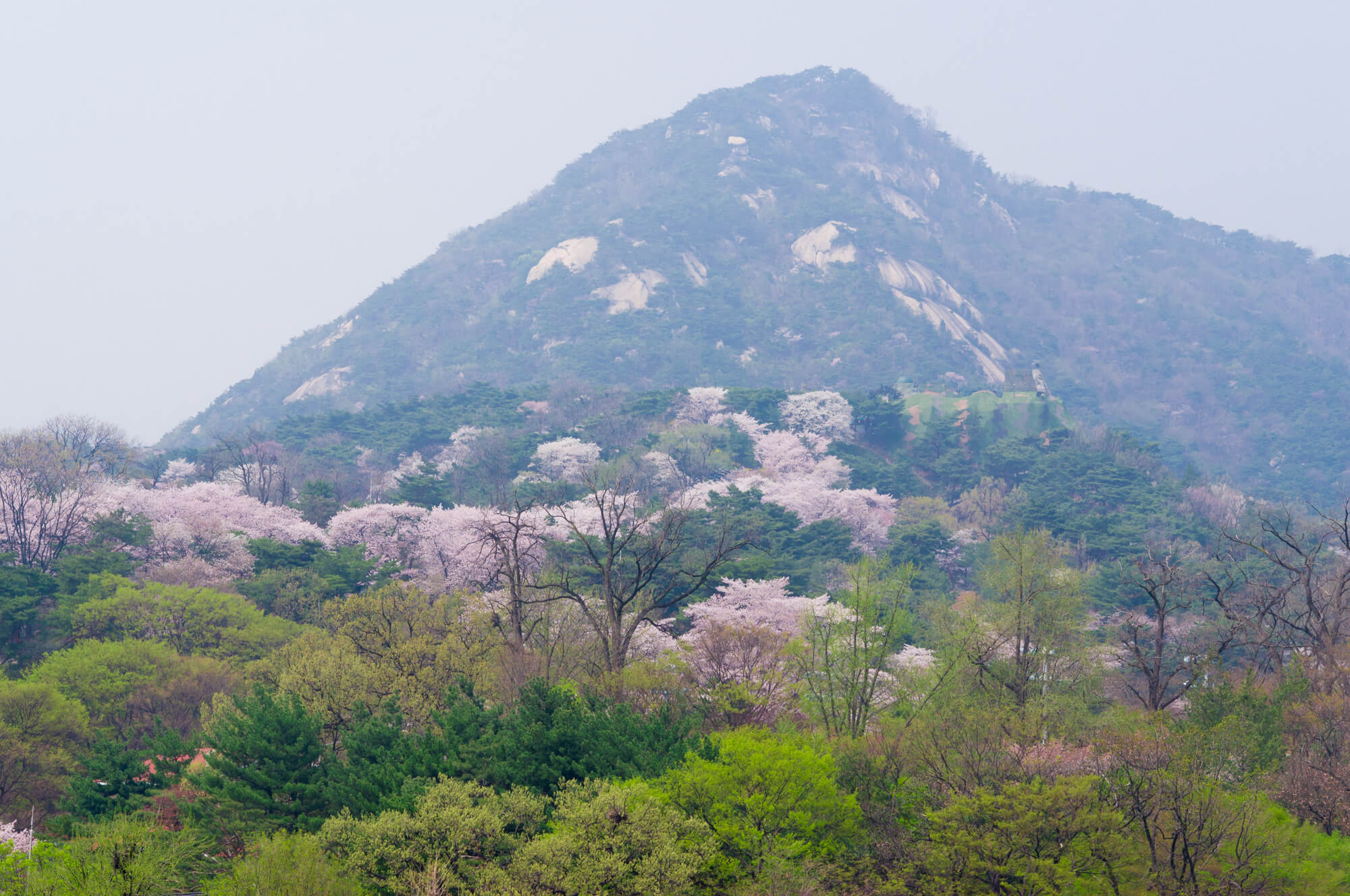 Cherry Blossom Mountains