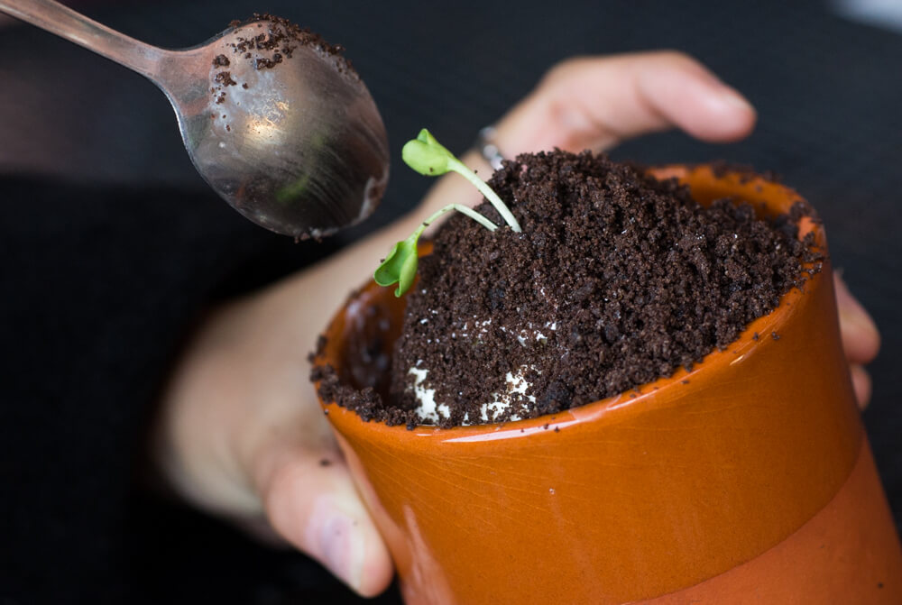 Potted Plant Cake (detail)