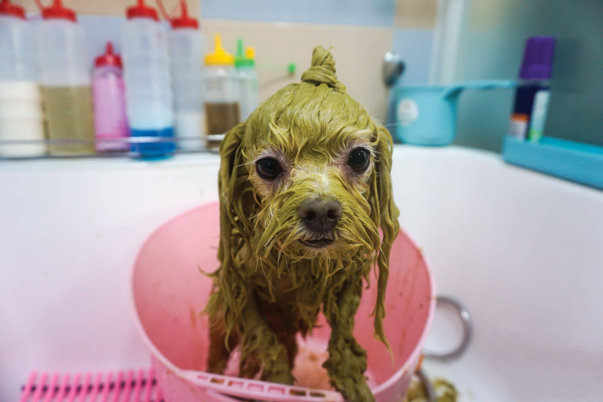 Ayurveda Dog Bath