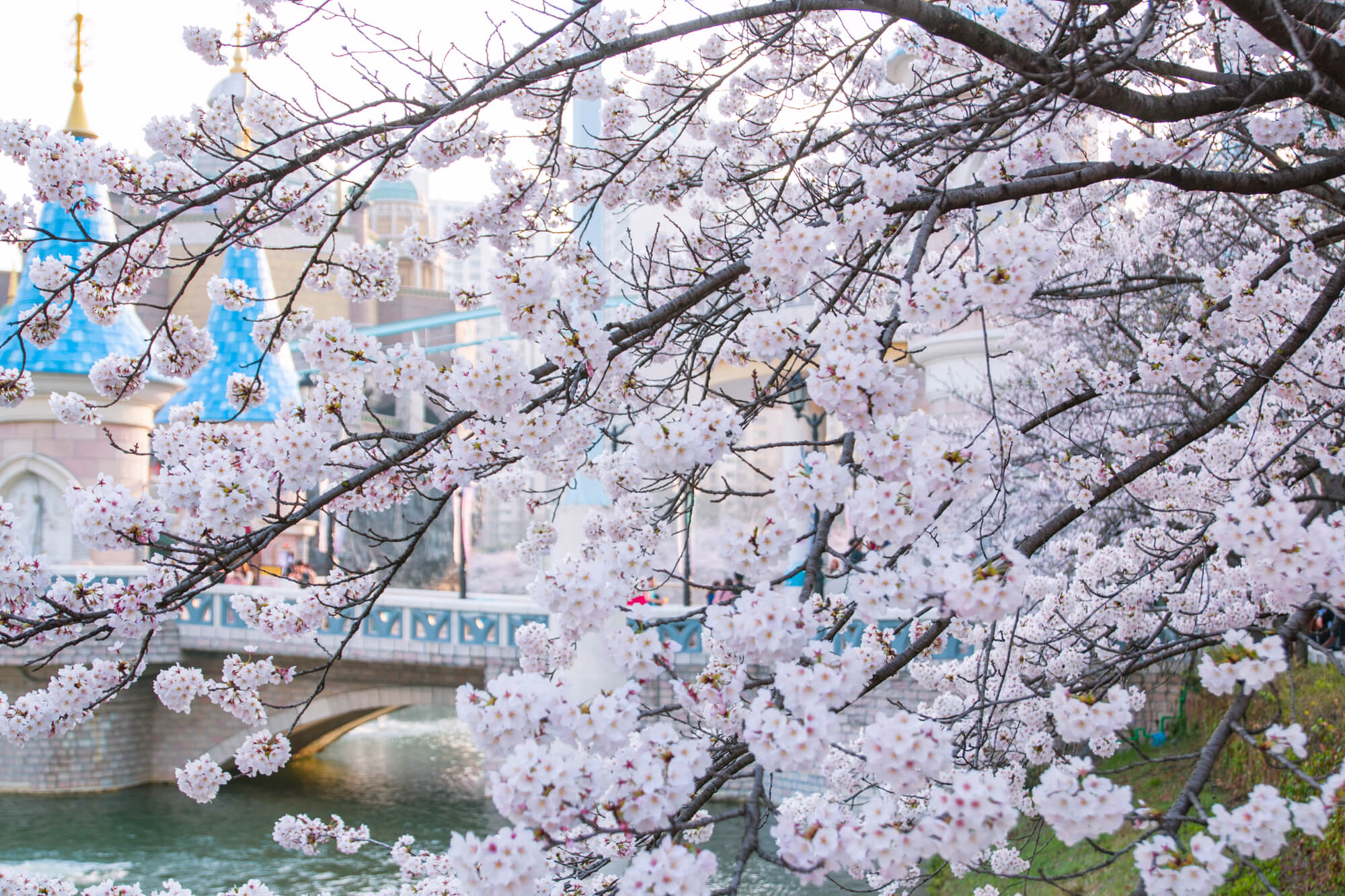 Seokchon Lake Cherry Blossom Festival, Everything You Need to Know
