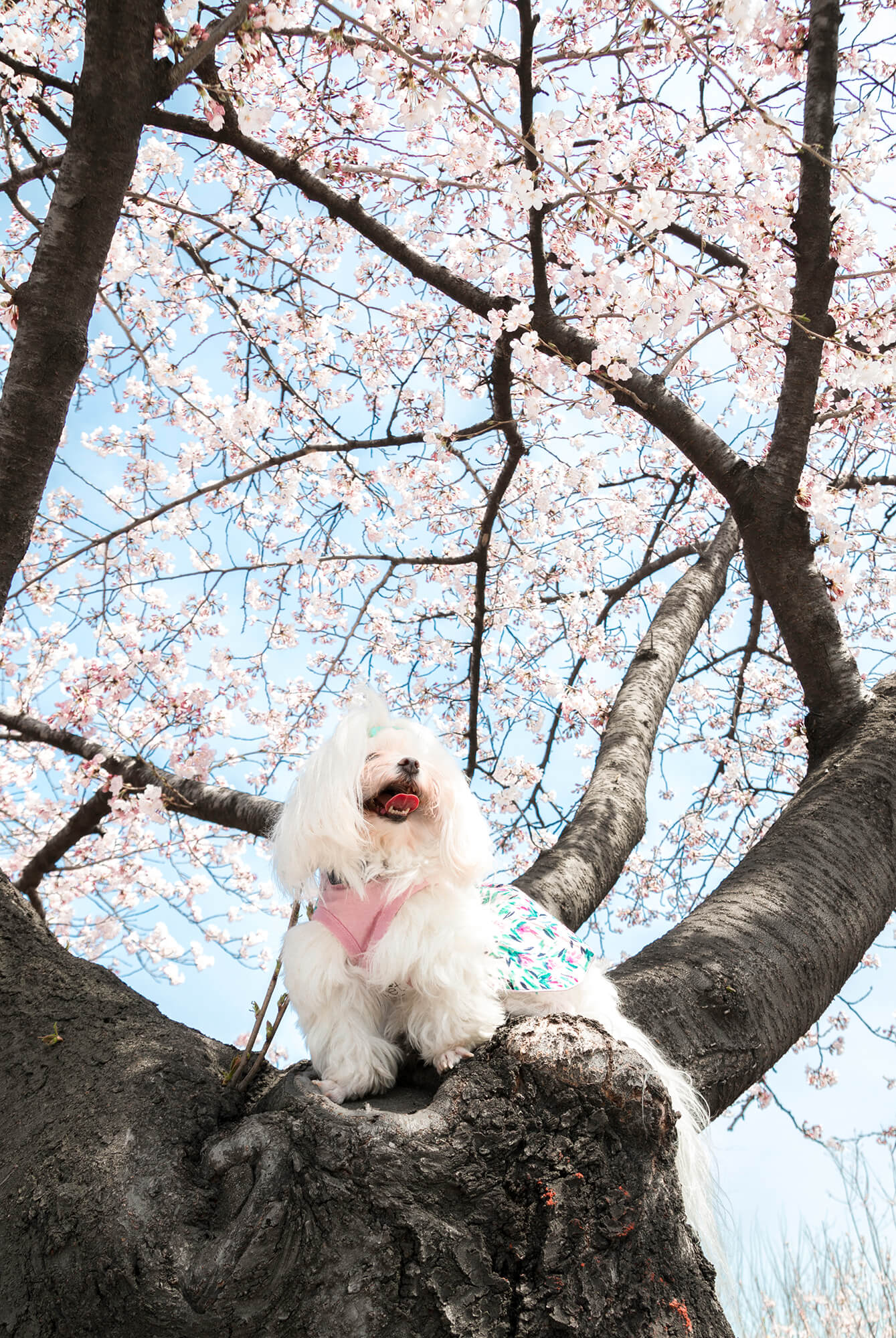 Yeouido Spring Flower Festival – Yeouido Cherry Blossom Festival