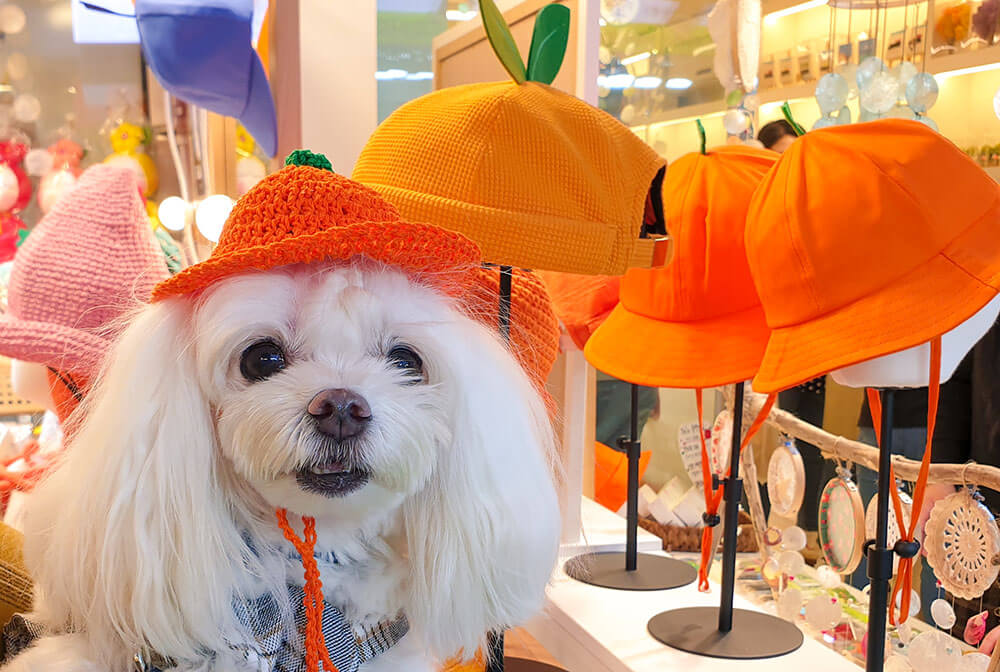 maltese dog posing with tangerine hats on jeju island