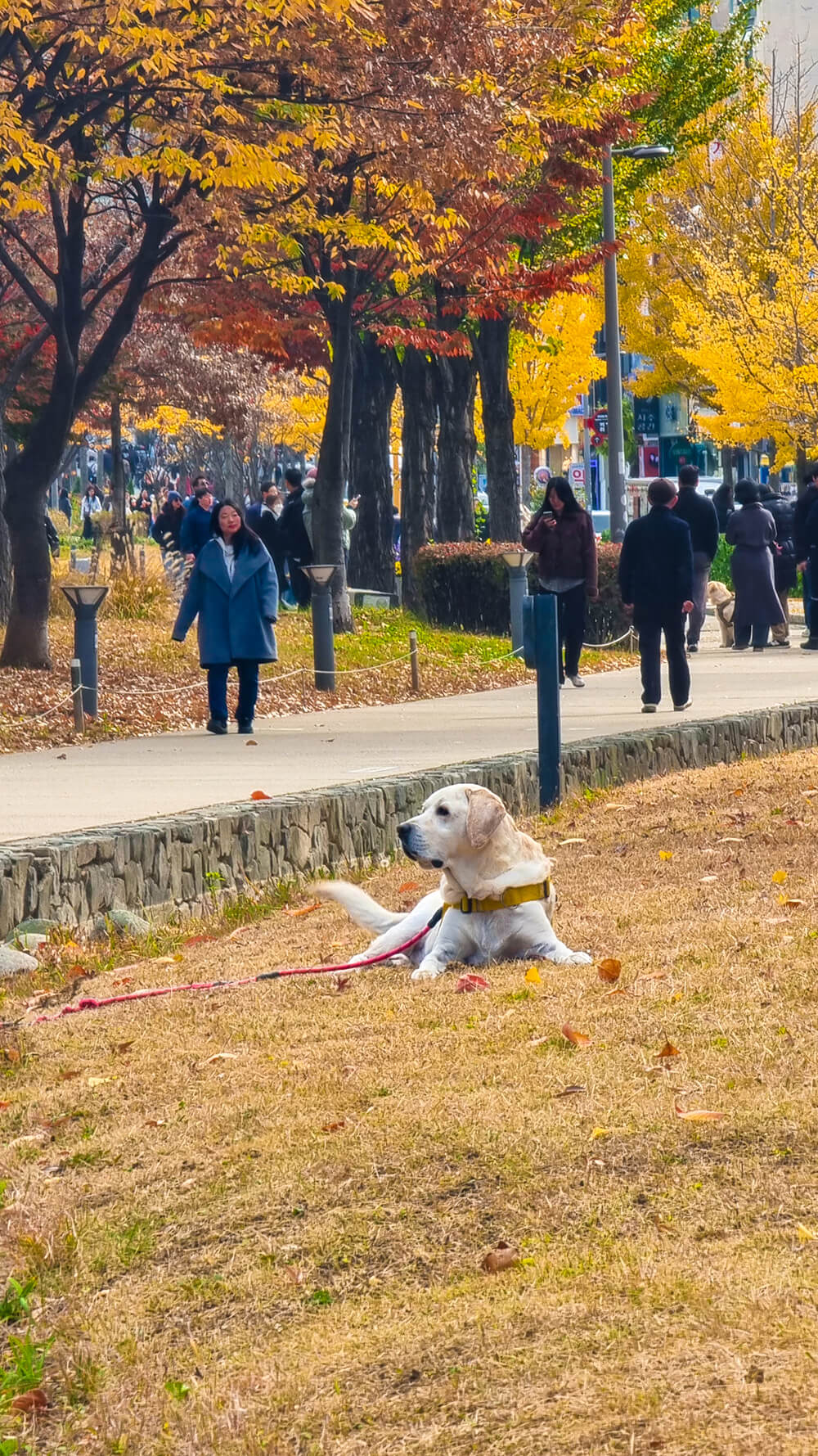 20241119 124044 2b Seoul Searching